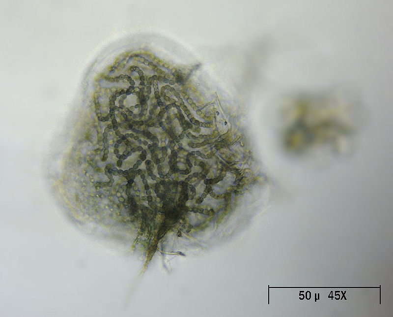 Sfera di cianobatteri  -  Nostoc sp.