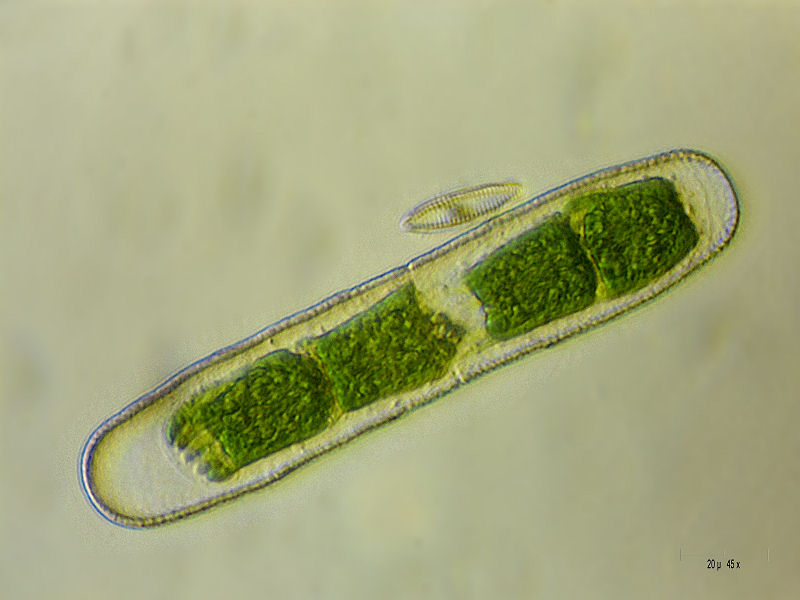 Penium sp. 3