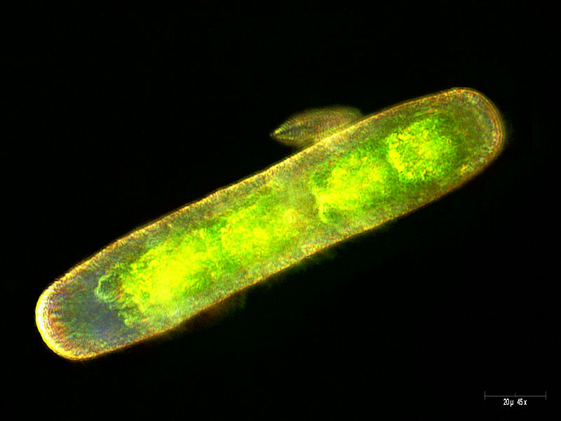Penium sp. 3