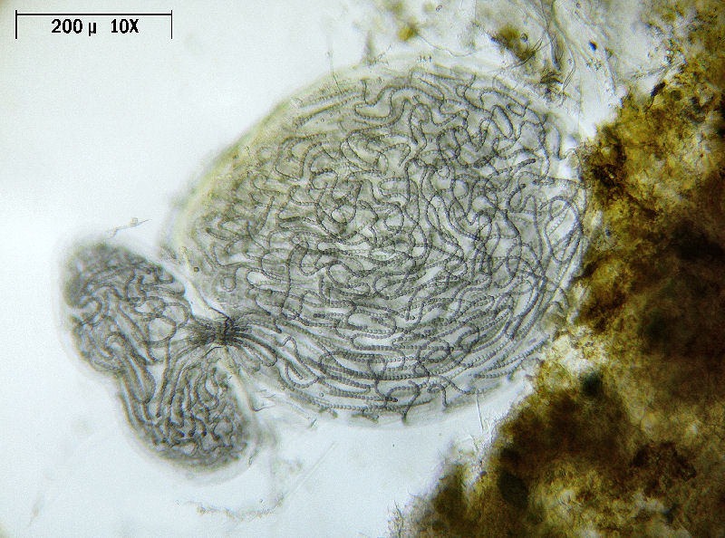 Nostoc sp.