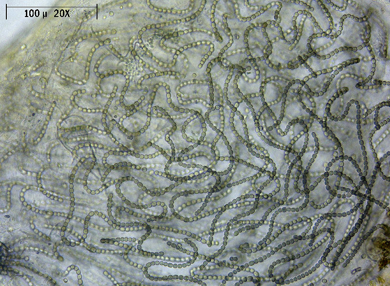 Nostoc sp.