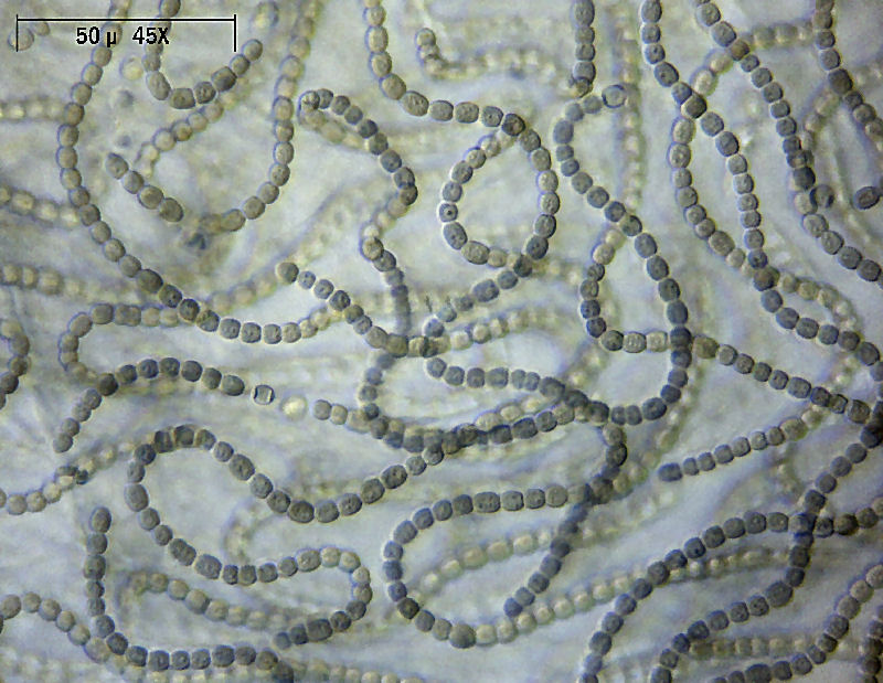 Nostoc sp.