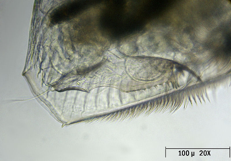 Pleuroxus denticulatus [ Picripleuroxus denticulatus ]