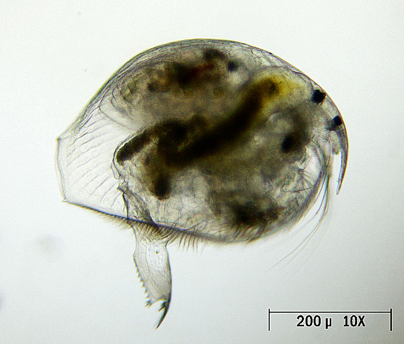 Pleuroxus denticulatus [ Picripleuroxus denticulatus ]