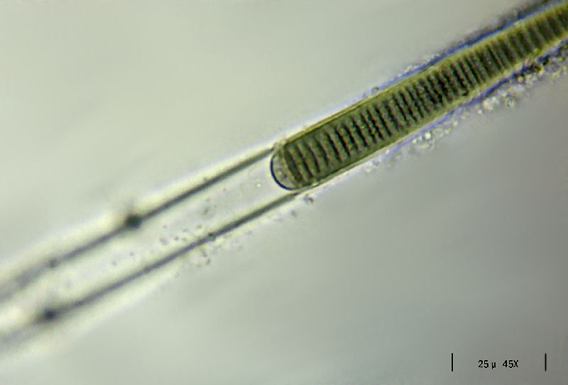 Lyngbya sp.
