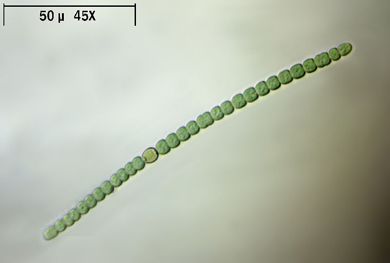 Anabaena sp.