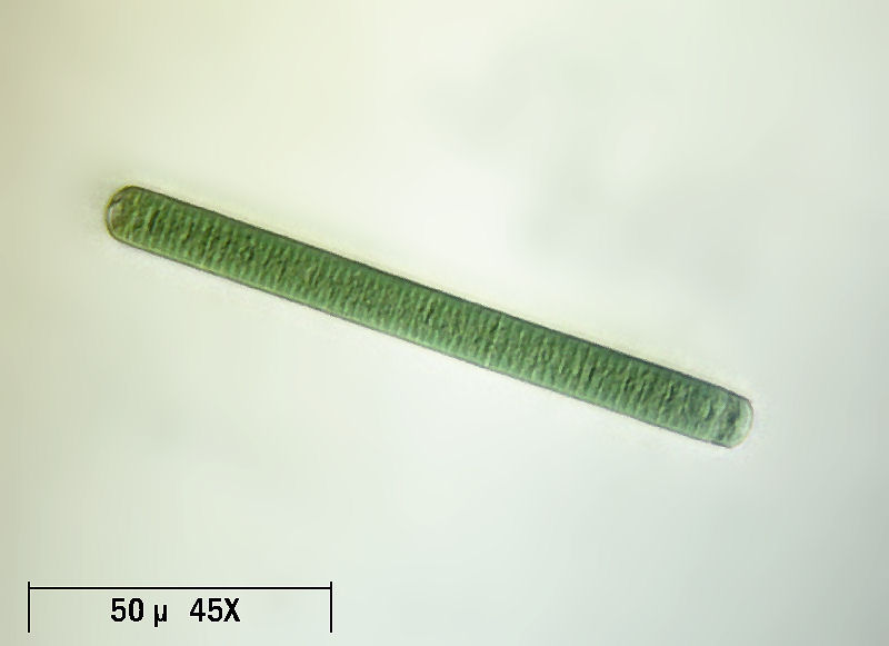 Oscillatoria sp.