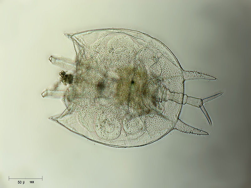 Platyias quadricornis