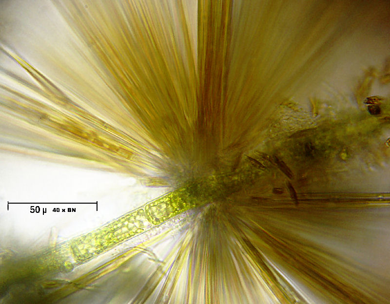 Synedra radians su Oedogonium