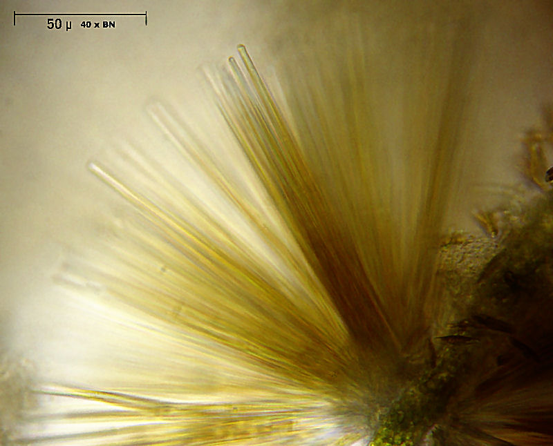 Synedra radians su Oedogonium