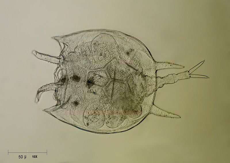 Platyias quadricornis