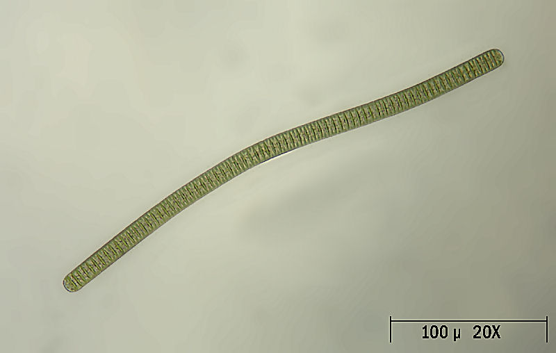 Oscillatoria sp.