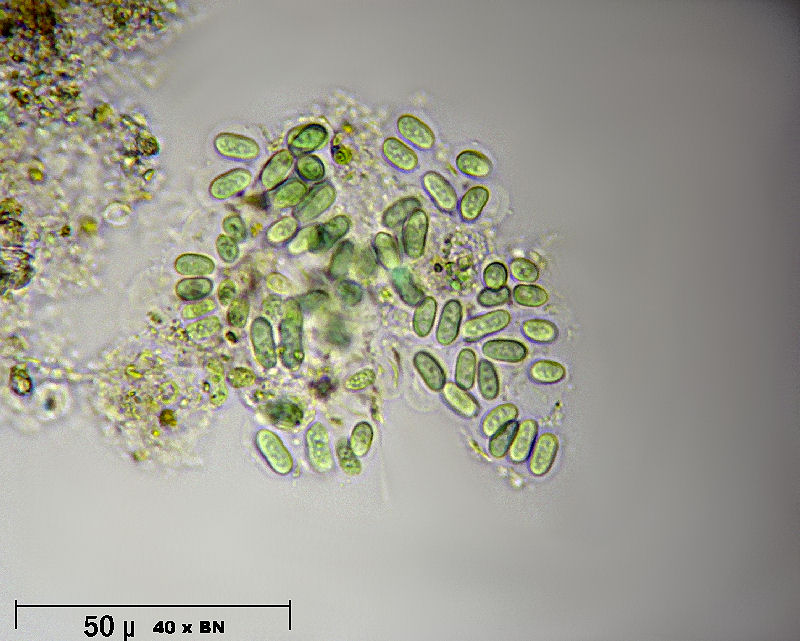 Aphanothece sp. - cianobattero