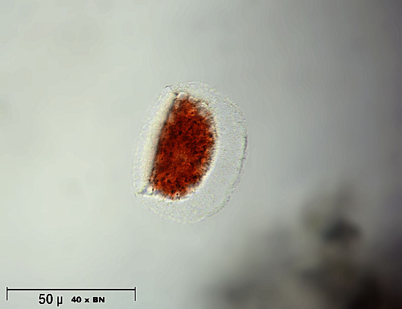 Hyalodiscus rubicundus