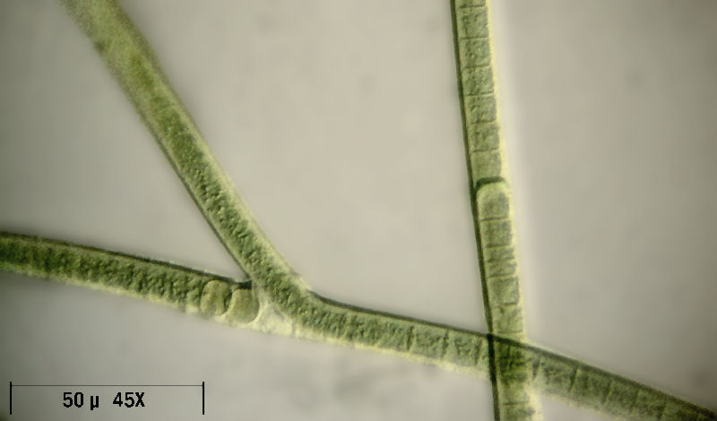 Tolypothrix sp.  - un cianobatterio ramificato
