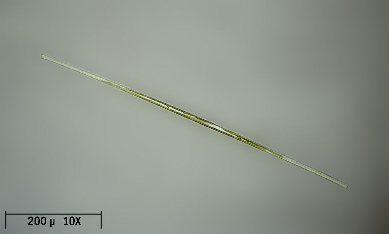 Synedra acus