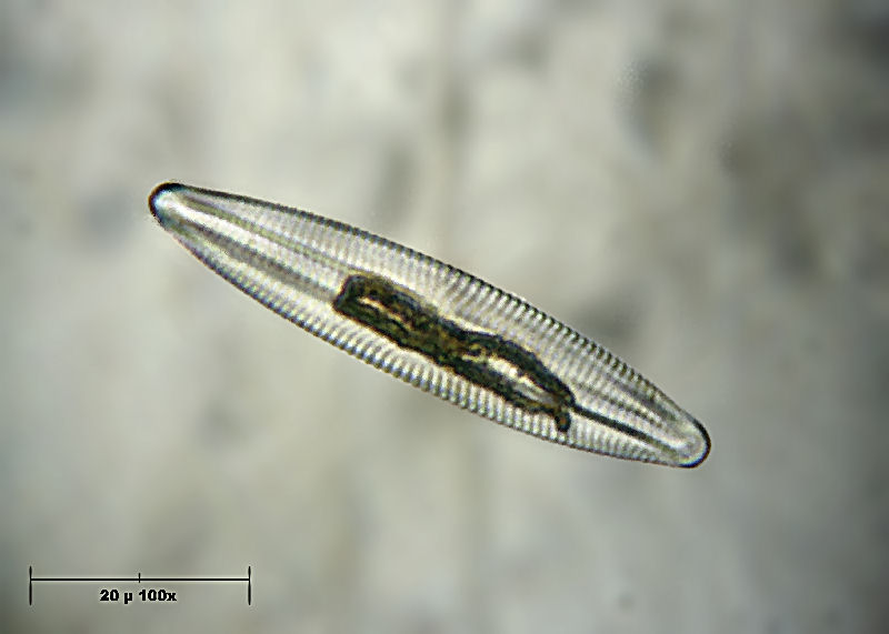 Navicula digitoradiata