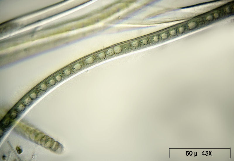 Tolypothrix sp.  - un cianobatterio ramificato