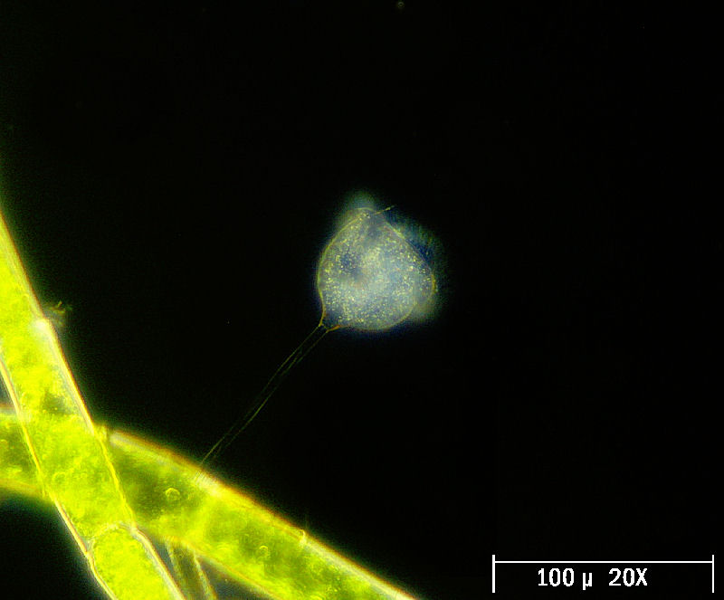 vorticelle campo oscuro