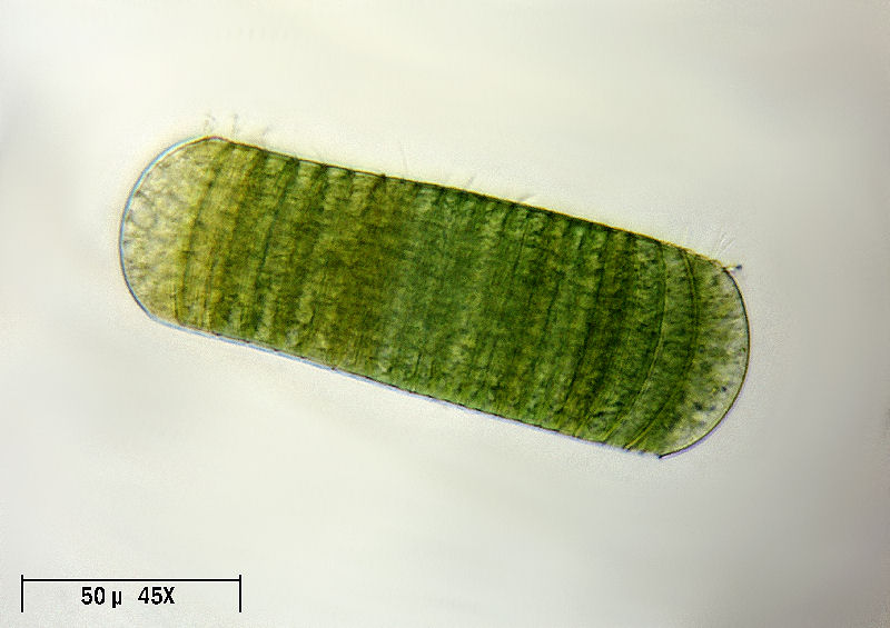 Oscillatoria princeps
