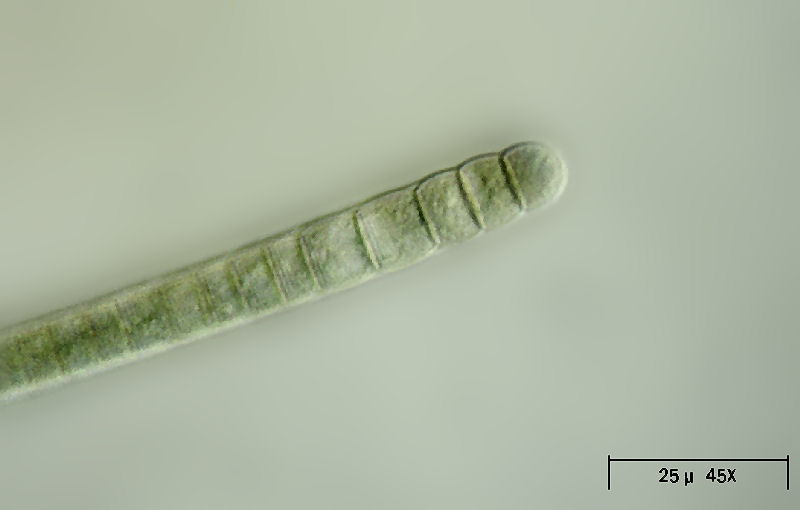 Oscillatoria sp.