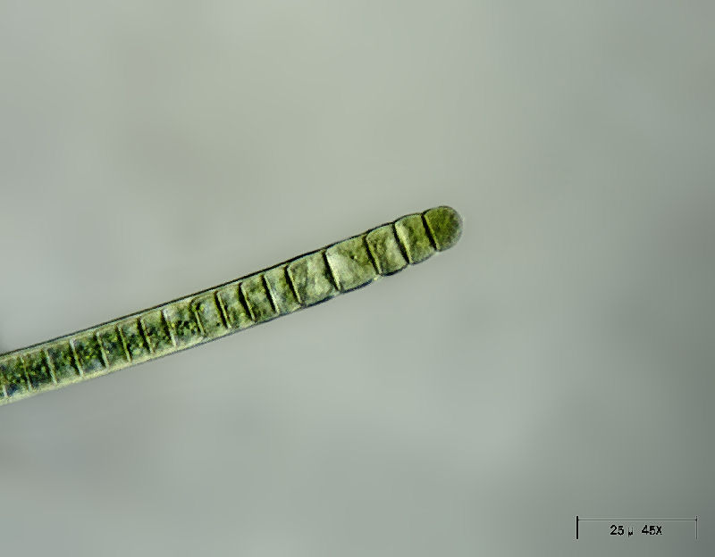 Oscillatoria sp.