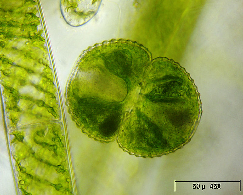 Cosmarium tetraophthalmum ?