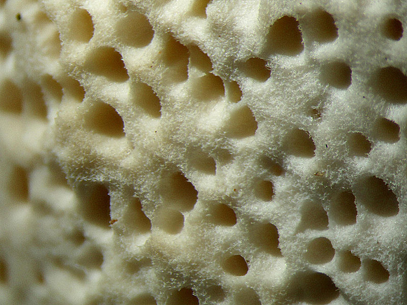 su un ramo morto di pioppo (Trametes trogii)