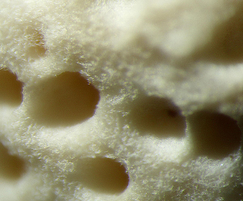 su un ramo morto di pioppo (Trametes trogii)