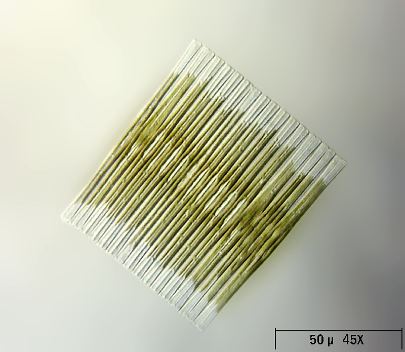 Fragilaria crotonensis
