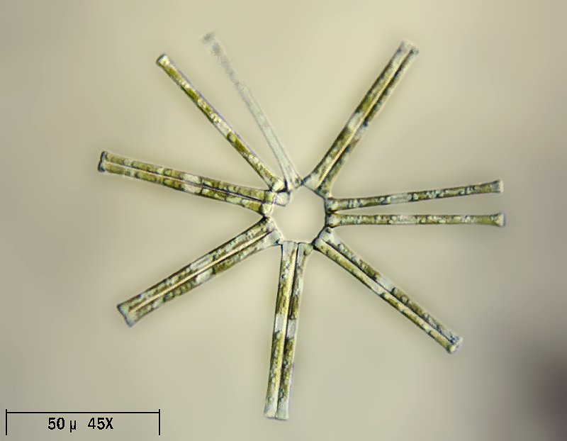 Asterionella formosa