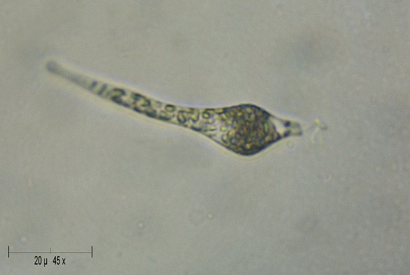 Astasia sp. - uno stranissimo flagellato