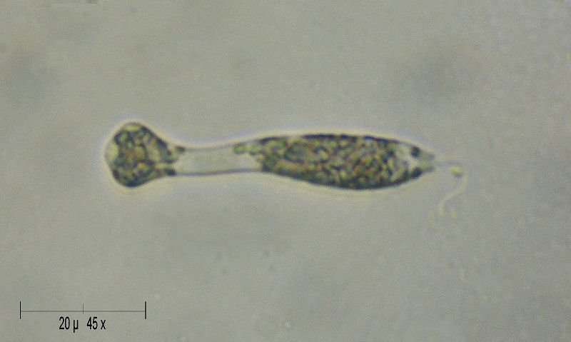 Astasia sp. - uno stranissimo flagellato