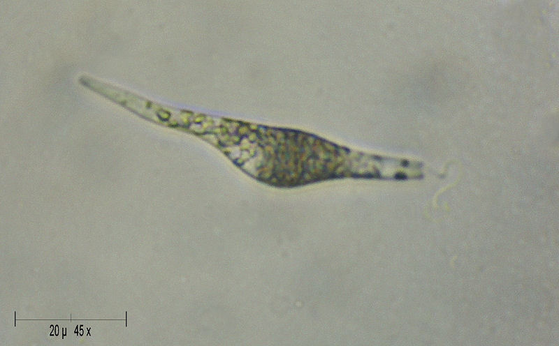 Astasia sp. - uno stranissimo flagellato