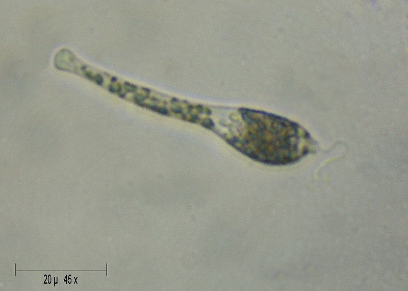 Astasia sp. - uno stranissimo flagellato