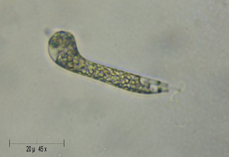 Astasia sp. - uno stranissimo flagellato