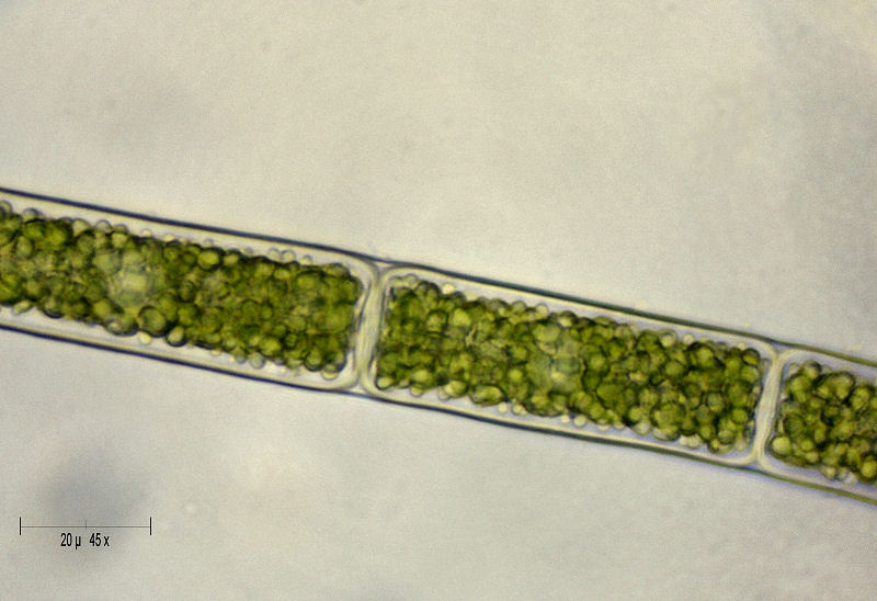 Oedogonium sp. ?