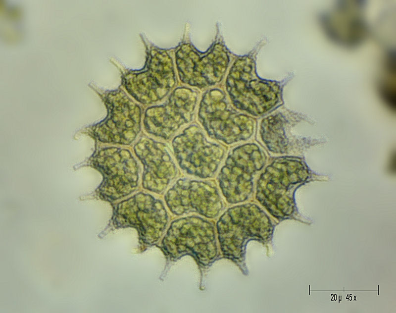 il solito Pediastrum boryanum