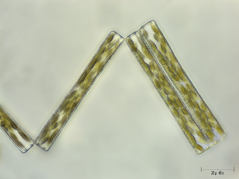 Tabellaria flocculosa