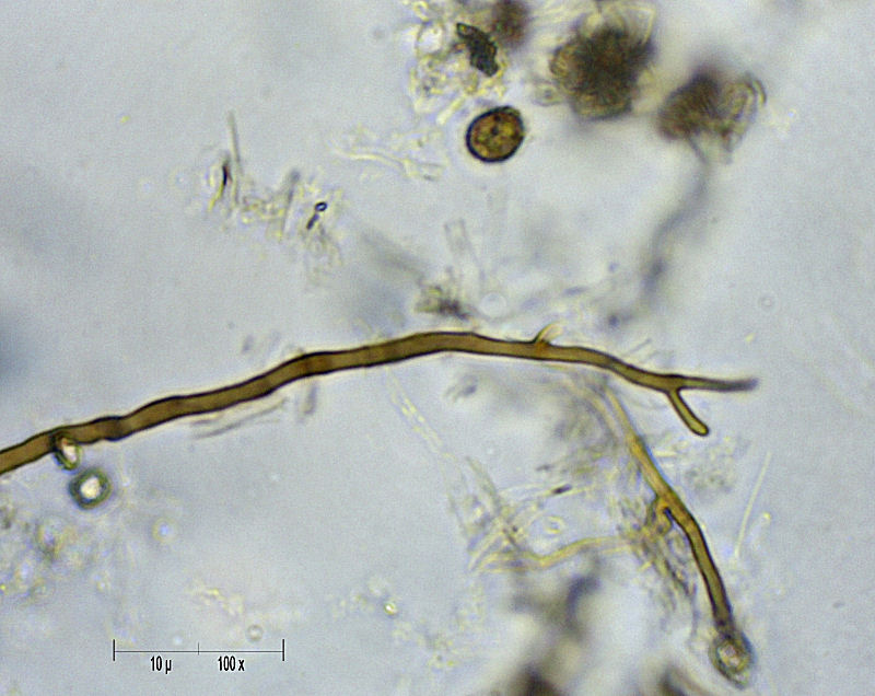 G.adspersum o G.applanatum? (Ganoderma adspersum)