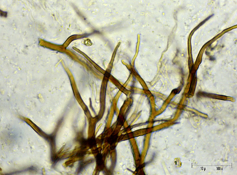 G.adspersum o G.applanatum? (Ganoderma adspersum)