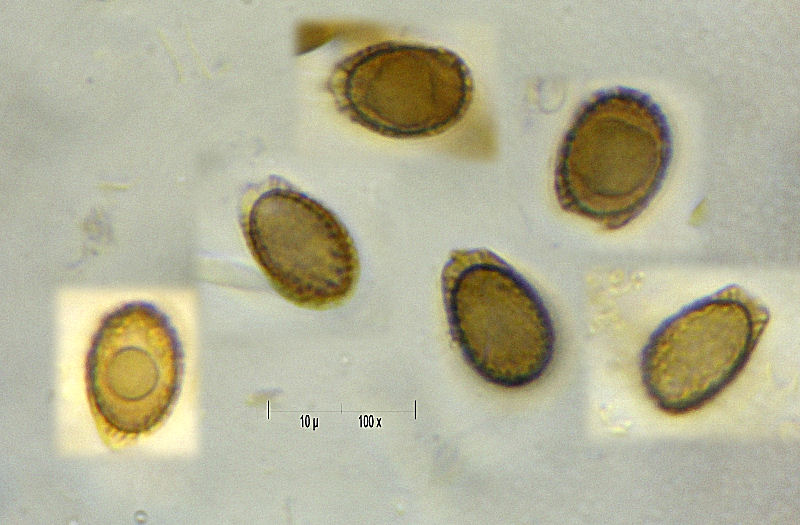 G.adspersum o G.applanatum? (Ganoderma adspersum)