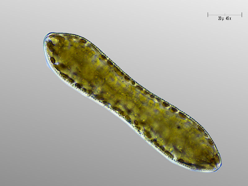 Cymatopleura solea