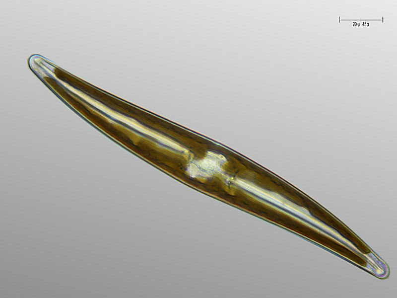 Pleurosigma sp.