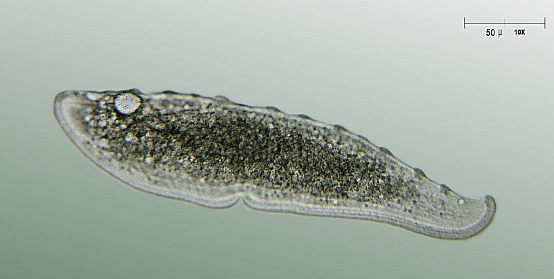 Loxophyllum meleagris