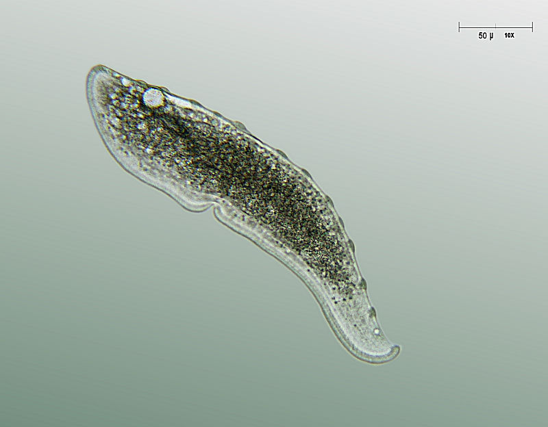 Loxophyllum meleagris