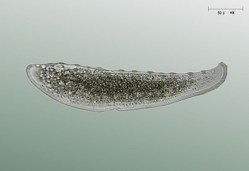 Loxophyllum meleagris