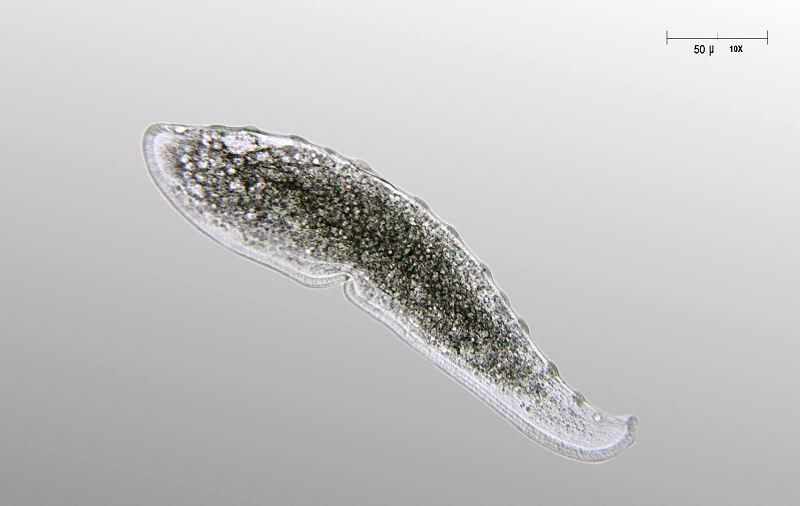 Loxophyllum meleagris