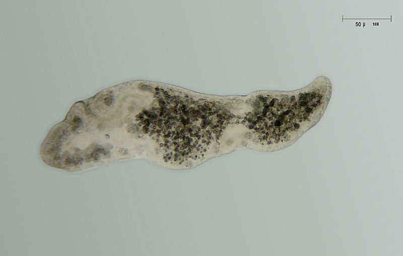 Turbellare
