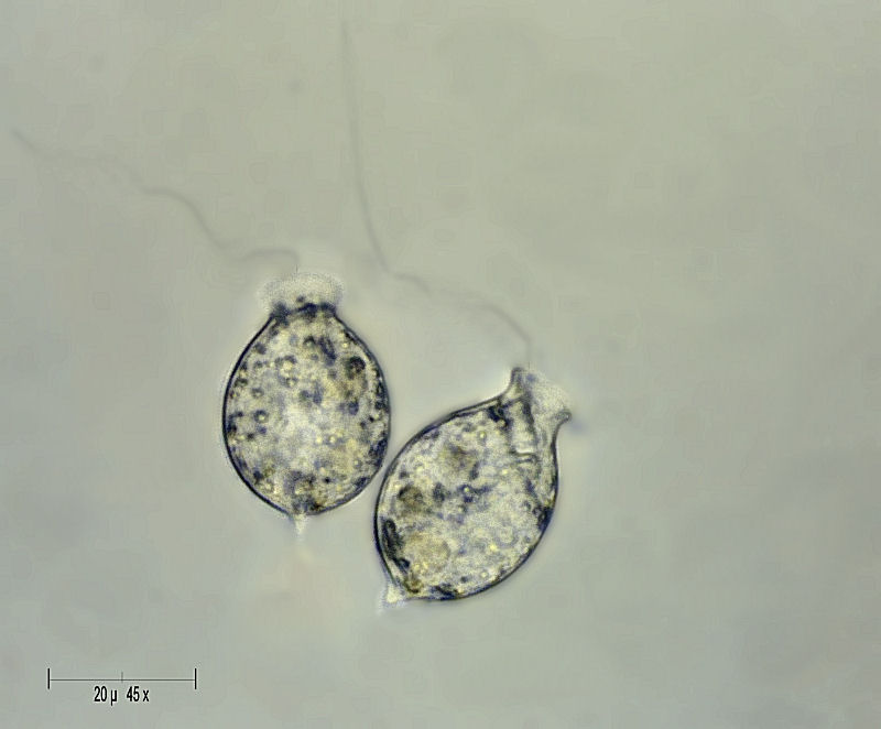 Urceolus sp.